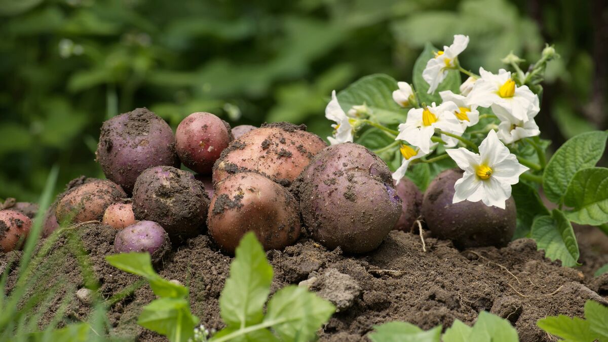 Мудрые дачники не выбрасывают картофельную ботву: вот где она может пригодиться