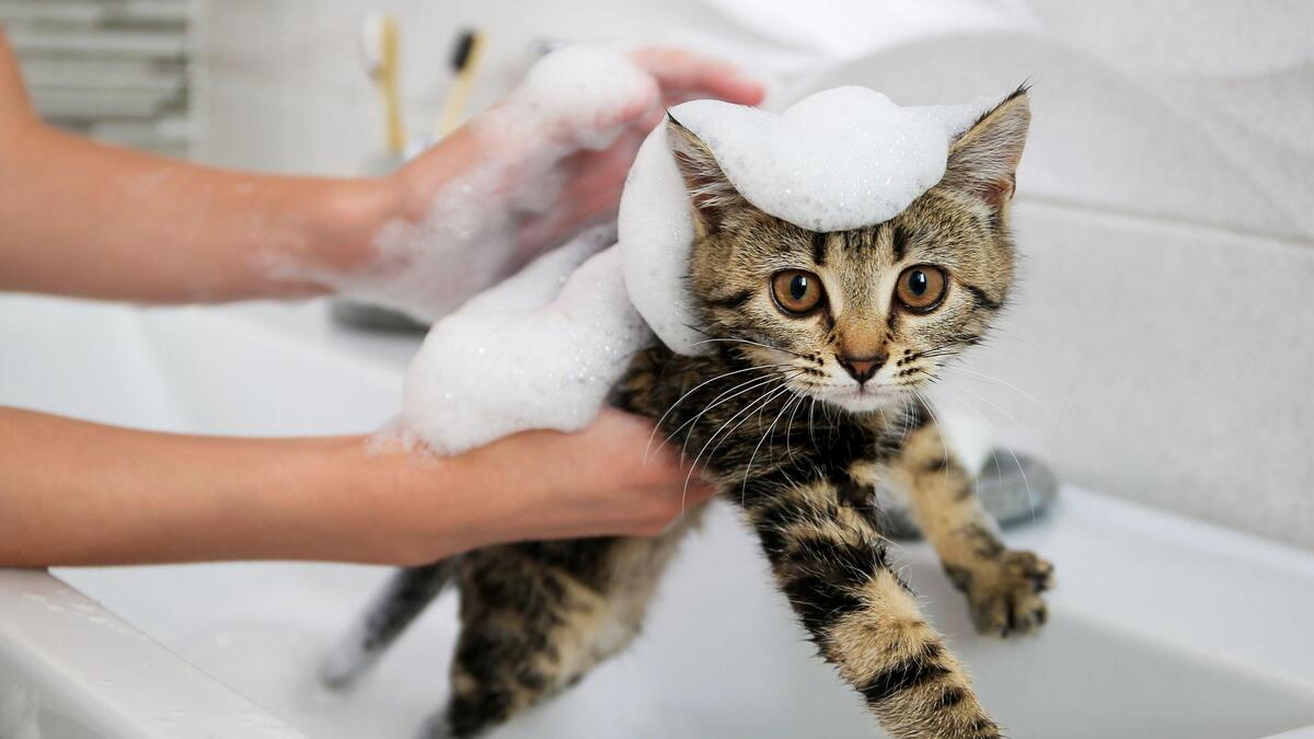 Не погубить питомца и себя: как правильно вымыть кошку без стресса