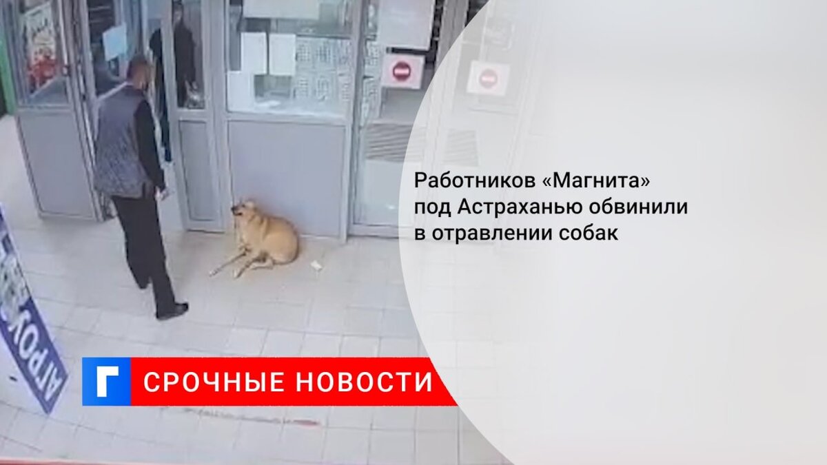 Работников «Магнита» под Астраханью обвинили в отравлении собак Работников «Магнита» под Астраханью обвинили в отравлении собак