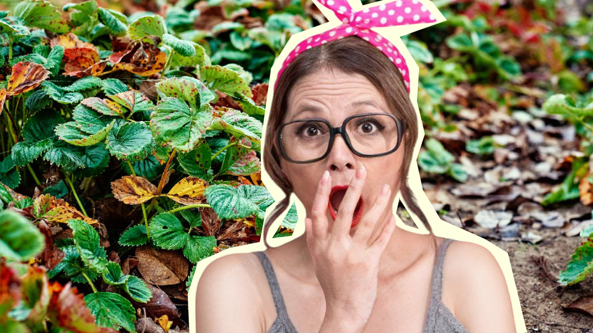 Клубника не пережила зиму? Вот как оживить замерзшие кустики