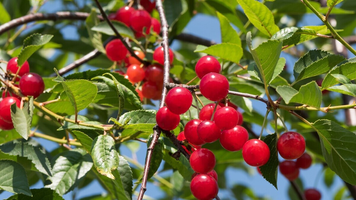 Урожая не дождетесь: вот что нельзя сажать рядом с вишней