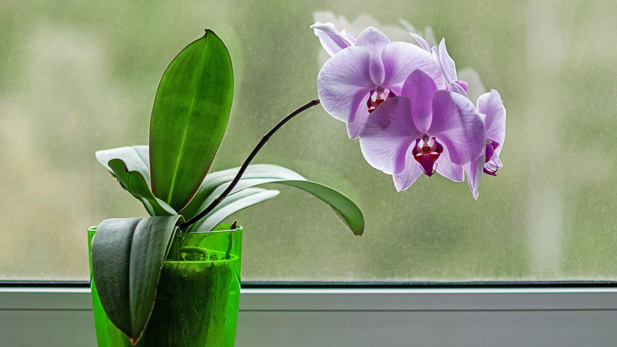 Сгнившие корни орхидеи будут спасены: понадобится одна ложка дешевого средства