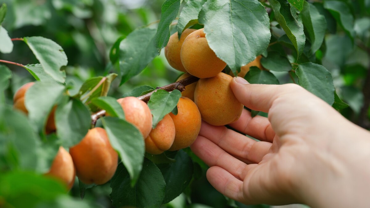Обязательно подкормите абрикос этим удобрением: урожай вымахает соседям на зависть