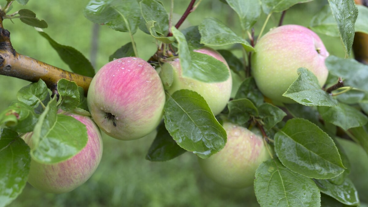 Яблоки станут слаще и ароматнее меда: вот рецепт уникальной подкормки