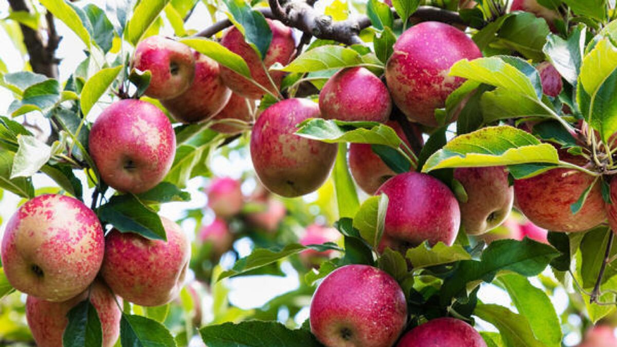 Собирайте яблоки только так, чтобы сберечь урожай: ошибается каждый второй дачник