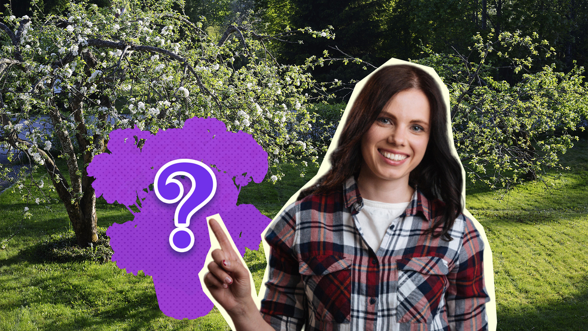 Посадите вокруг яблони эти цветы: забудете о сорняках и вредителях на все лето