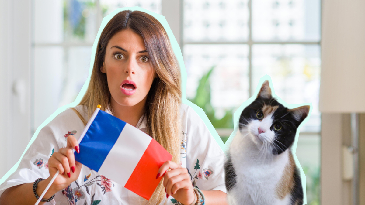 Французы за версту обходят этих кошек: причина повергнет вас в шок