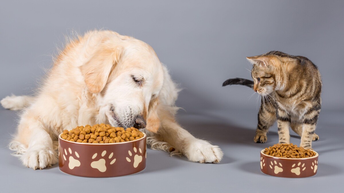 Можно ли давать кошке собачий корм: эксперт дал твердый ответ