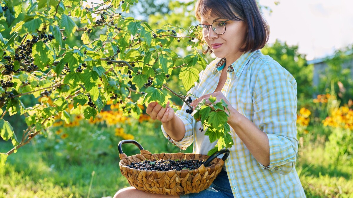 Черная смородина не переживет такого соседства: сразу поставите крест на урожае