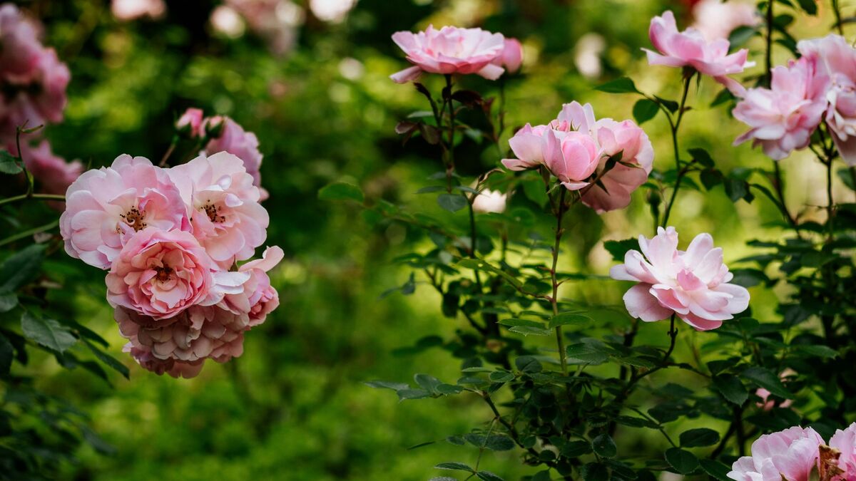Эти розы вырастут пышными всем на зависть: названы три лучших сорта