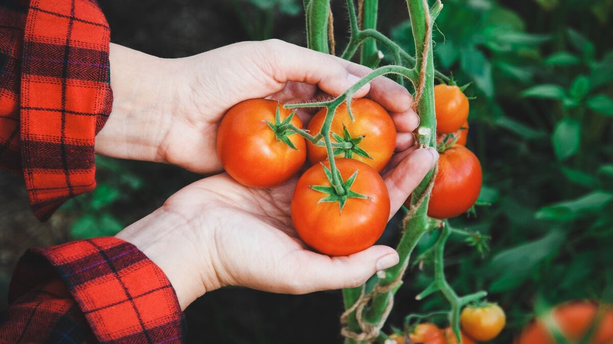 У опытных дачников томаты фитофторой не болеют: секрет в этой процедуре