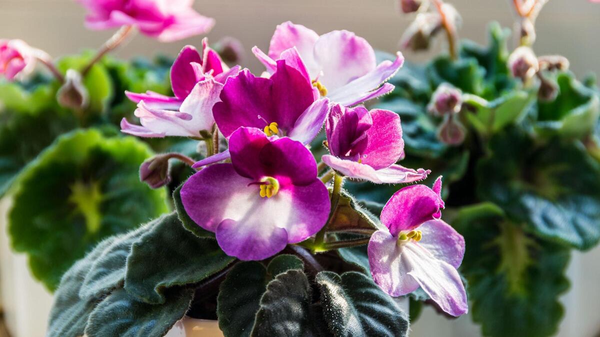 Как не загубить фиалки зимой: эти советы цветовода спасут даже самое чахлое растение