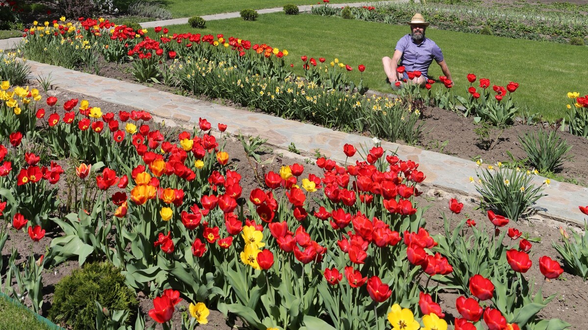 Тюльпаны будут цвести в разы дольше соседских: посадите их в правильном месте
