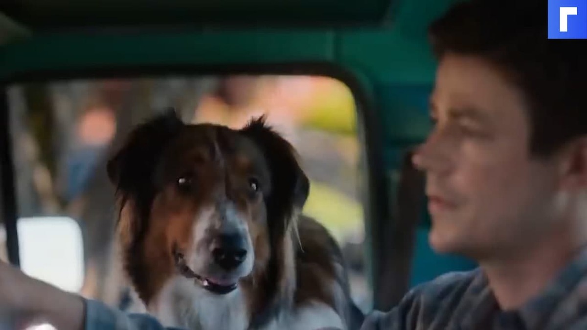 Вышел трейлер нового фильма от Netflix «Руби, собака-спасатель»