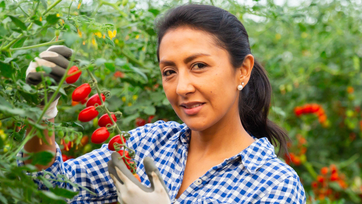 Вот когда нужно сеять томаты на рассаду: опытные дачники выбирают именно эти даты