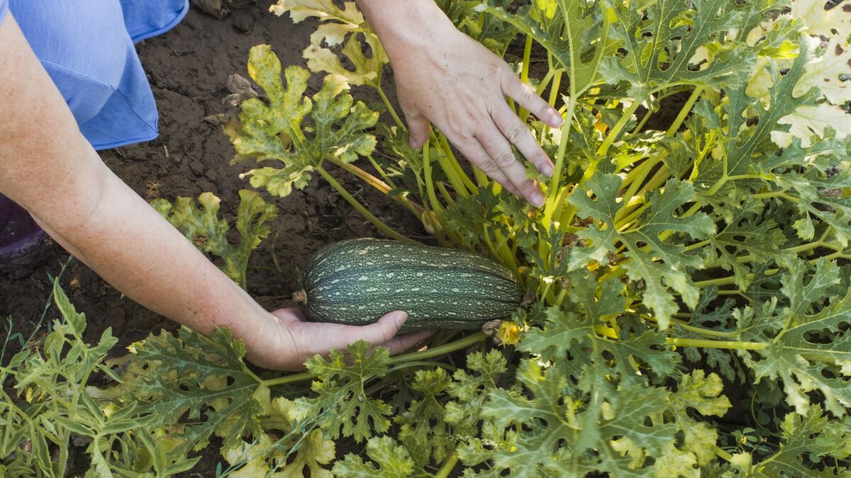 Внесите под кабачки копеечное натуральное средство: устанете собирать урожай