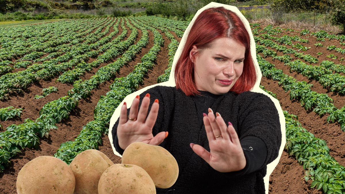 Красивая оболочка — отвратительный вкус: вот какому картофелю не место на вашем огороде