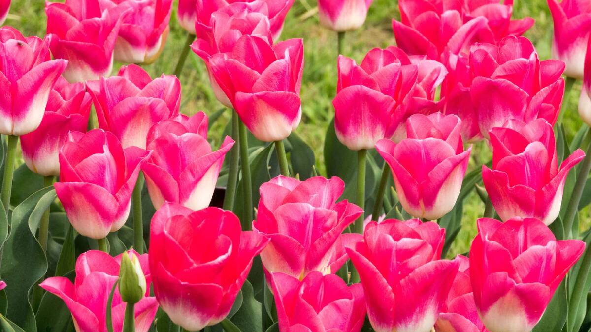 Тюльпаны зацветут на зависть всем соседям: сделайте это сразу, как сойдет снег