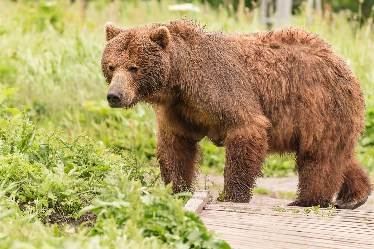 Неуловимый «ниндзя»: как жители Хоккайдо три года страдают из-за медведя