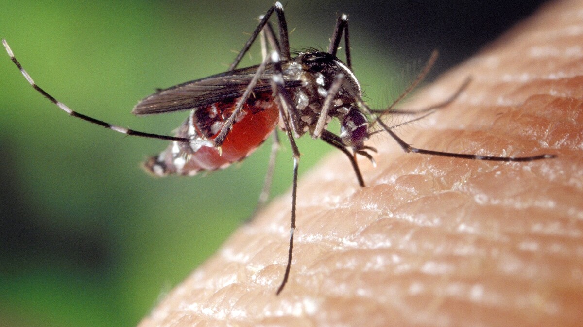 Вес имеет значение: почему комары предпочитают весомых жертв