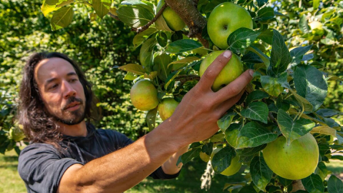 Урожая яблок можно лишиться из-за одной причины: ошибку делают 9 садоводов из 10