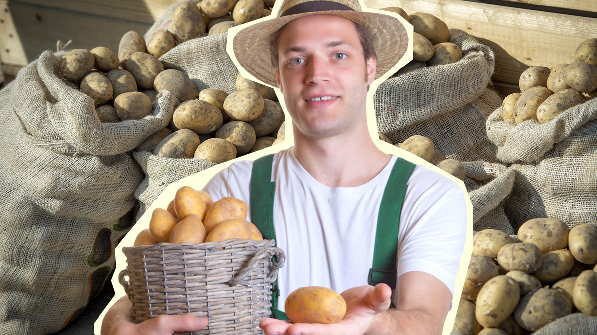Соседи обзавидуются: вот как заполучить богатый урожай крупной картошки