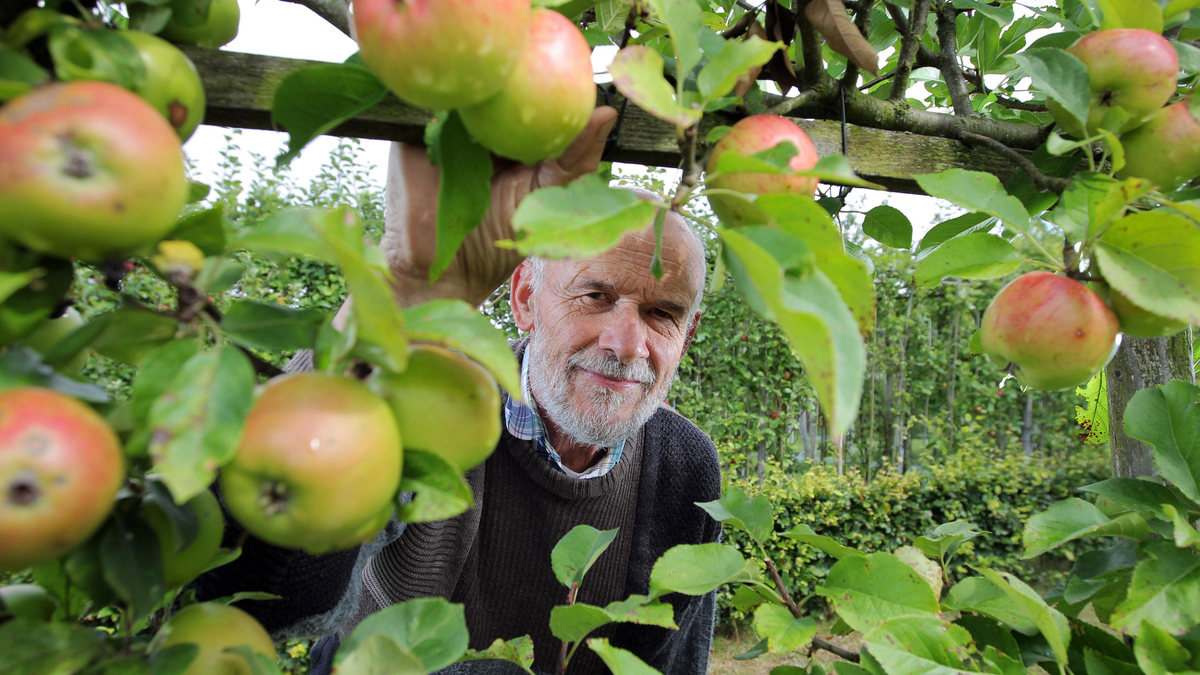 Урожай не пропадет зря: куда можно деть отравленные паршой яблоки