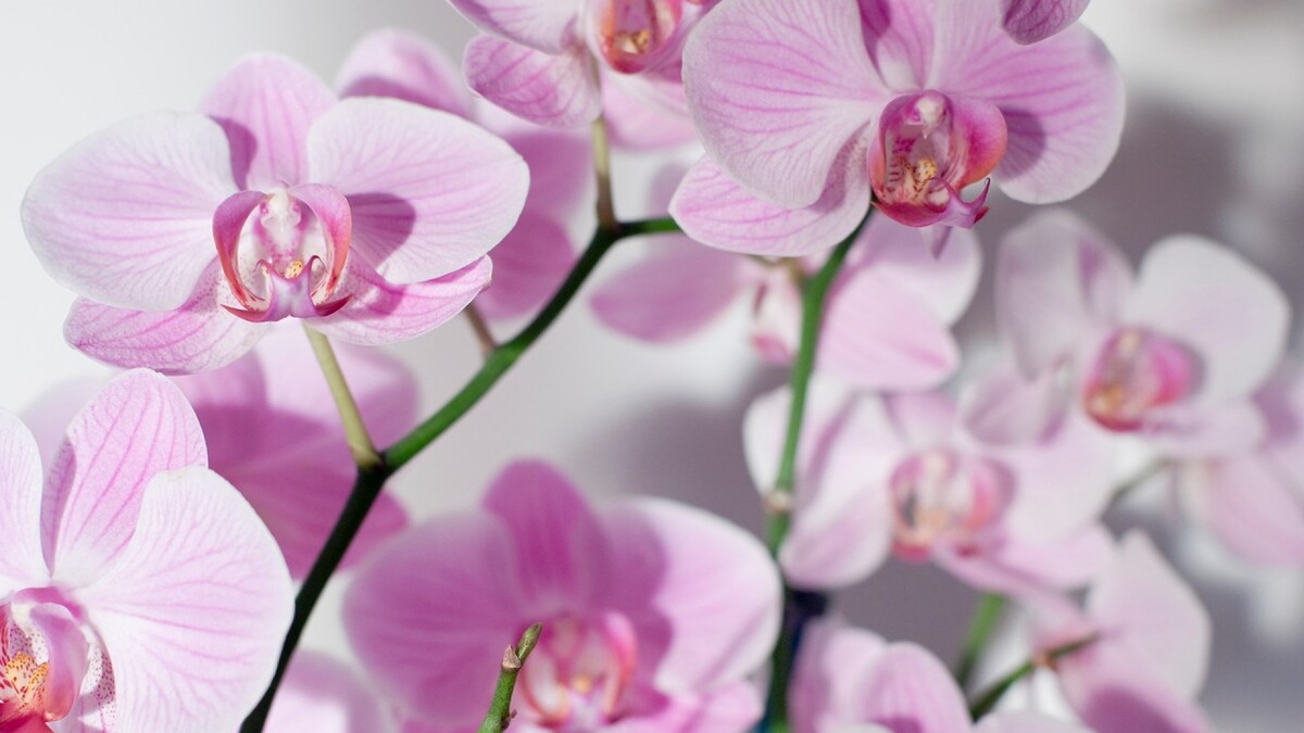 Орхидея снова зацветет: назван лучший способ омоложения