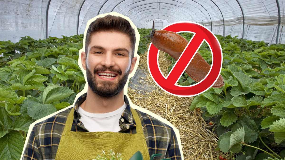 Вредители до клубники не доберутся: вот что делают с ягодами опытные садоводы