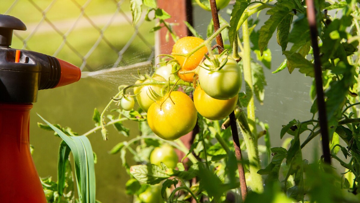 Можно ли есть помидоры, заболевшие фитофторозом: объясняет садовод со стажем