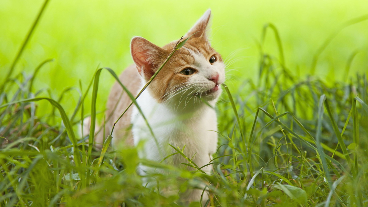 «Не опасно, но»: что делать, если кошка поедает траву в доме и на улице 