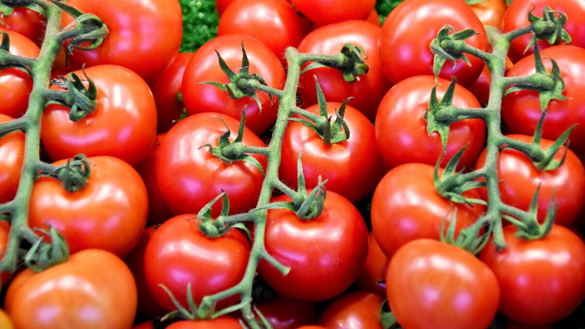 Пресные магазинные помидоры можно реанимировать: от домашних будет не отличить