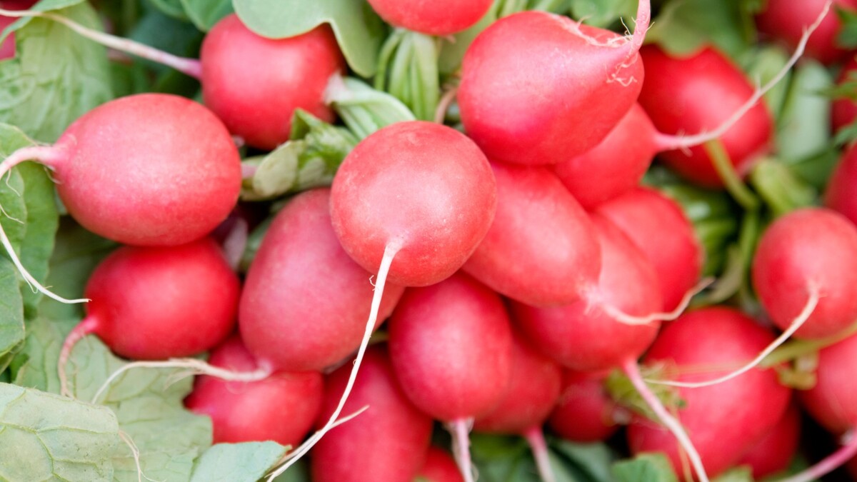Свежую сочную редиску выдает одна особенность: запомните, и вас не обманут