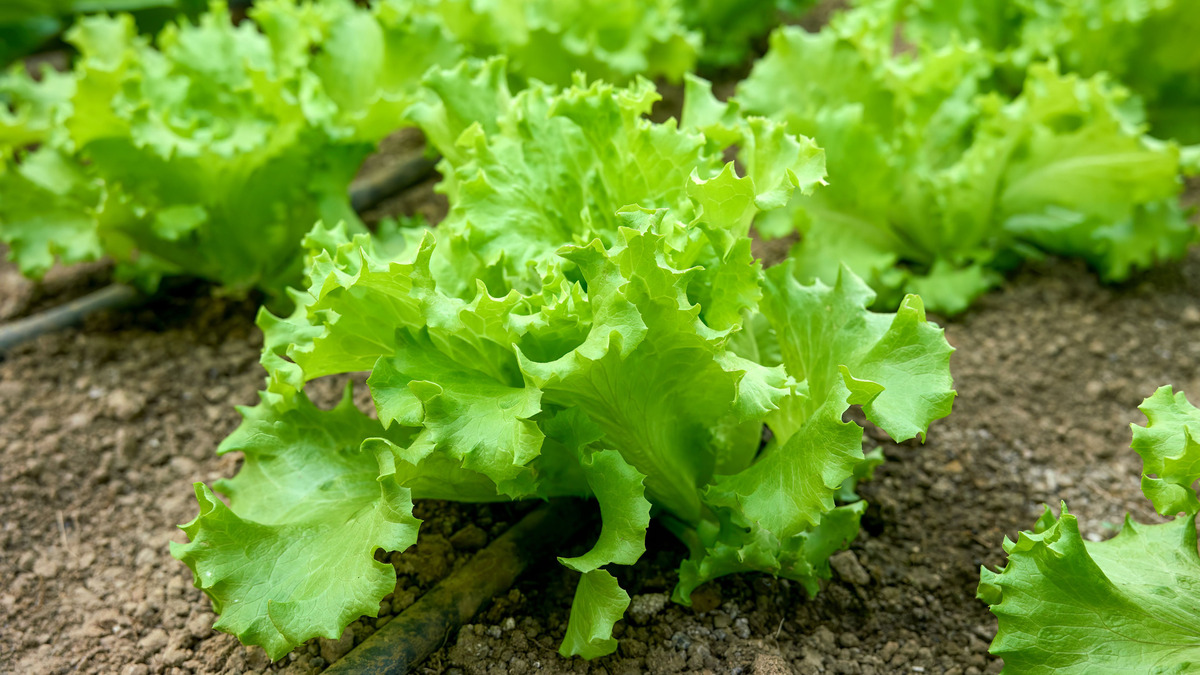Эти сорта салата можно смело сажать на участке: собирать будете листья, а не цветоносы