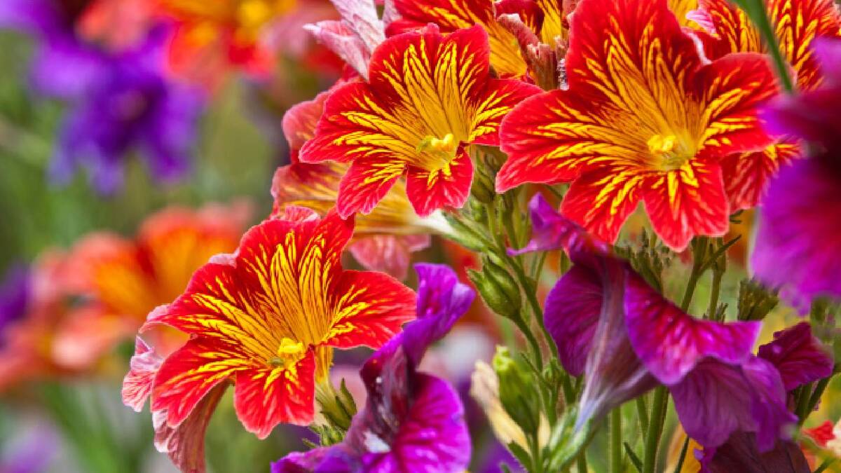 Этот цветок легко заменит популярную петунию: выглядит на клумбах более эффектно
