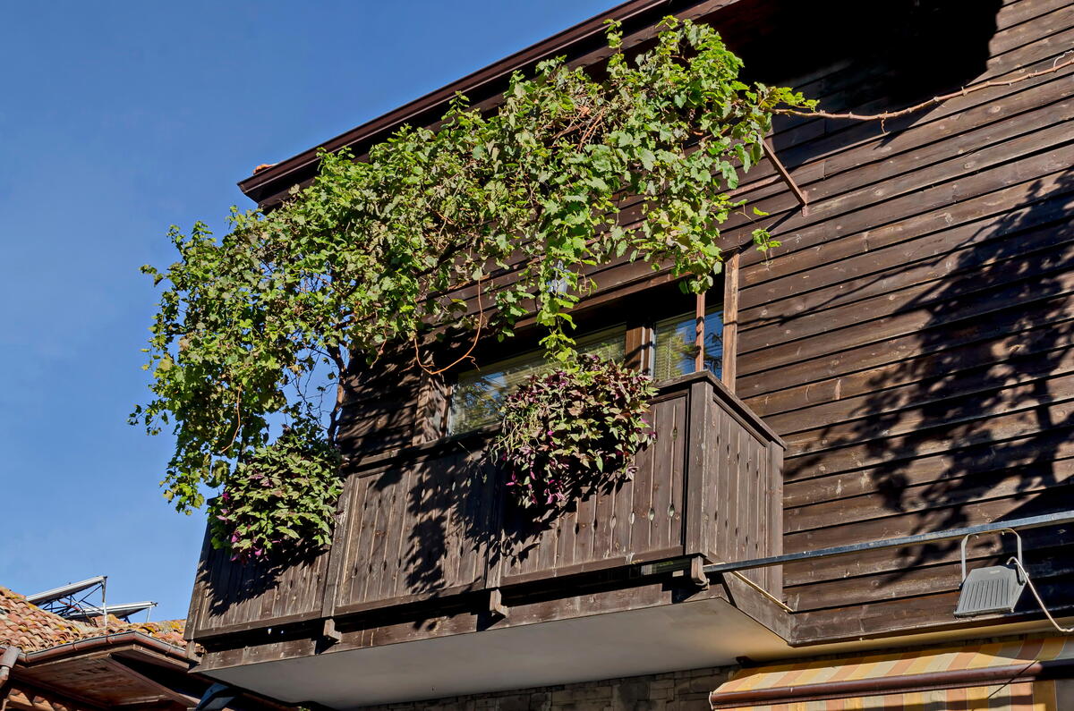 Прохожие будут любоваться вашим балконом: вот как вырастить дикий виноград дома 