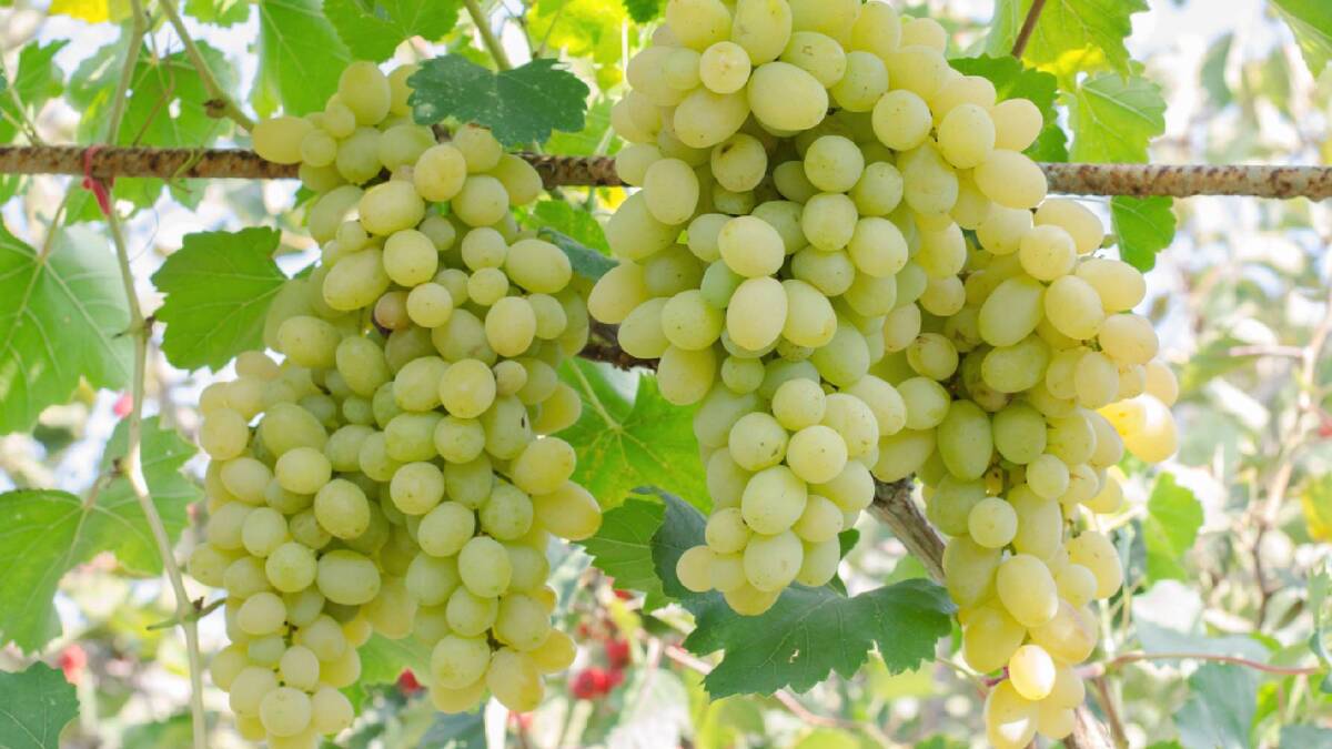 Подвязывайте виноград только этим материалом: держится весь сезон и не пережимает лозу