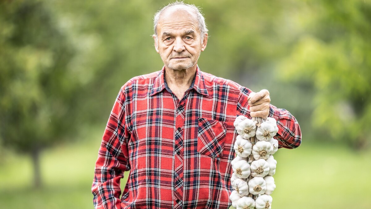 Сделайте это сразу, как сойдет снег: тогда чеснок вырастет лучше магазинного