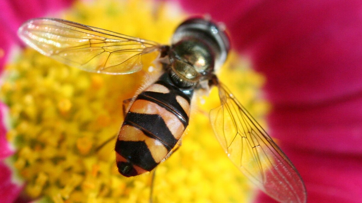 При укусе пчелы или шершня сделайте вот что: не только снимете боль, но и спасете себе жизнь