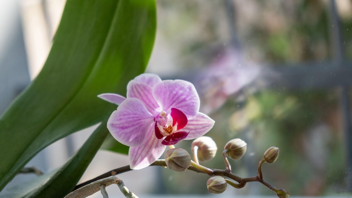 Орхидея мигом зацветет, если вовремя ее пересадить: как не упустить момент