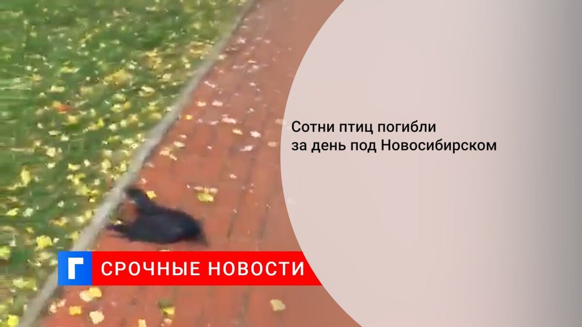 Сотни птиц погибли за день под Новосибирском