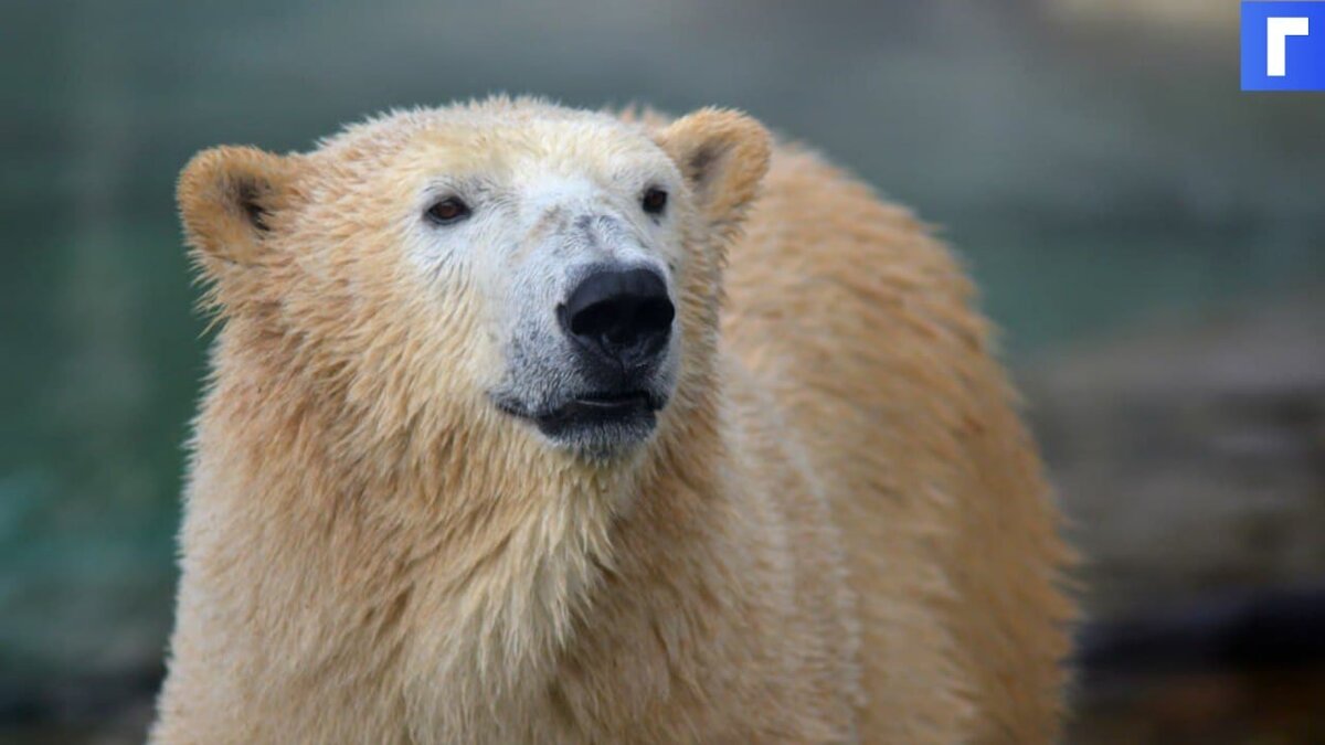 Белый медведь ограбил рыбака в Якутии