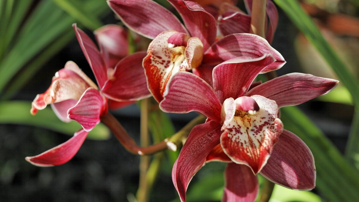 Лучше совсем не удобрять: эта популярная подкормка только погубит капризную орхидею