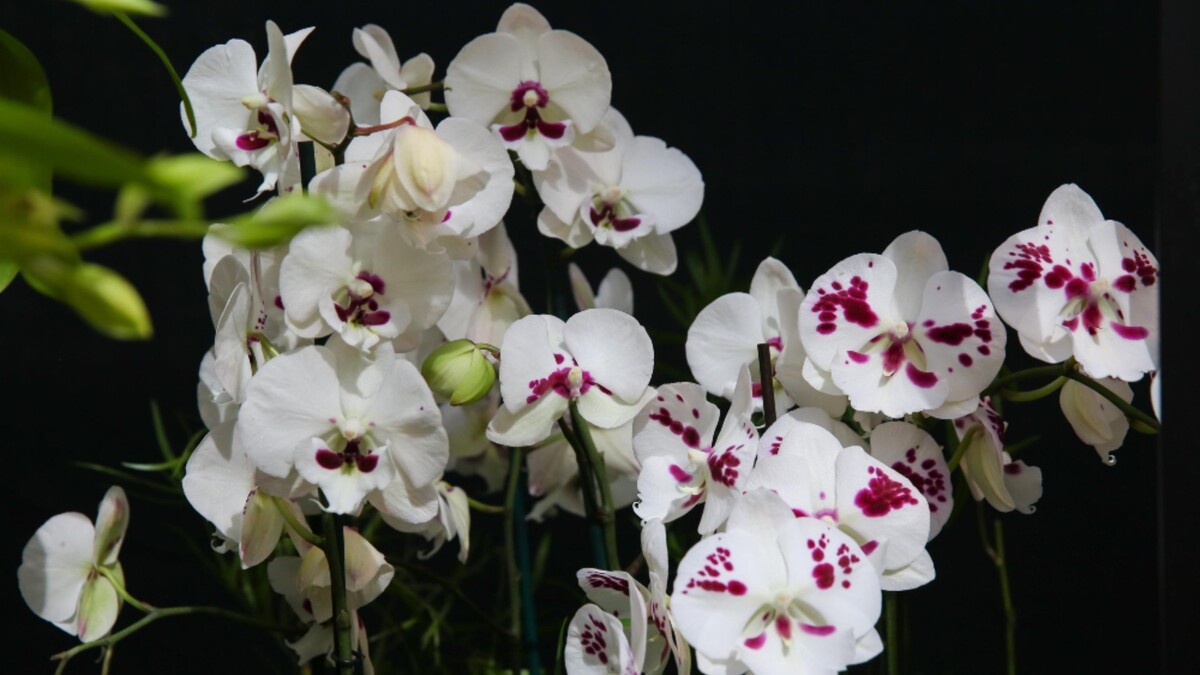 Глаз не оторвать: капризная орхидея зацветет в два счета благодаря нескольким хитростям