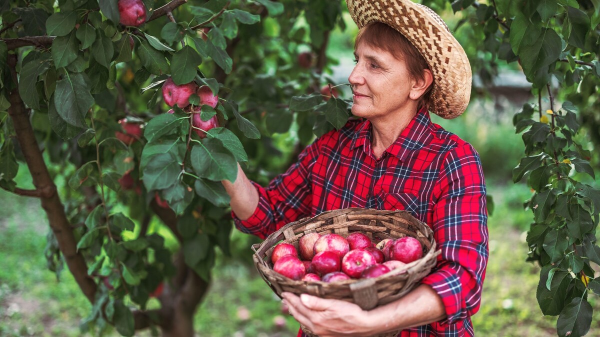 Один шаг обеспечит обильный урожай яблок: нужно сделать уже в начале весны