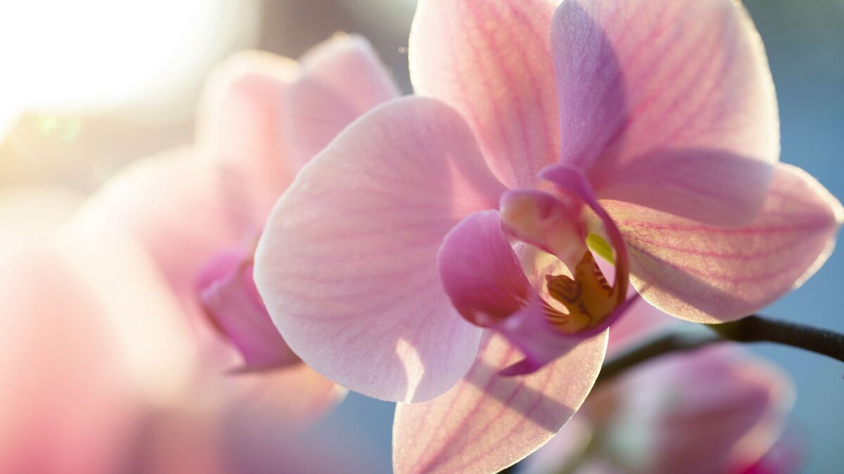 Еще есть шанс спасти засохшую орхидею: вместо покупных удобрений полейте ее этим раствором