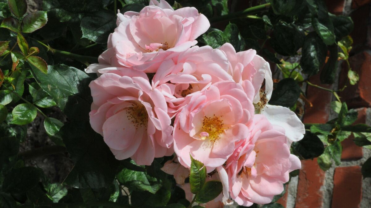 Обязательная июльская подкормка для роз: свой цветник не узнаете