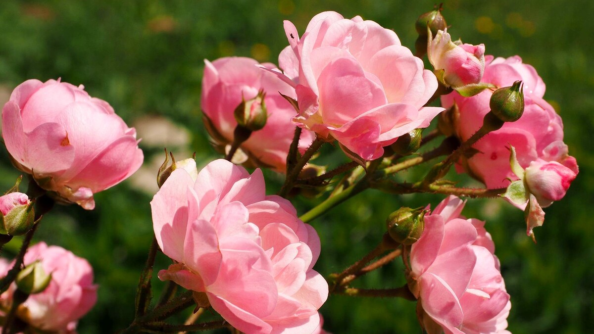 Для пышного цветения роз в июне их обязательно нужно подкормить