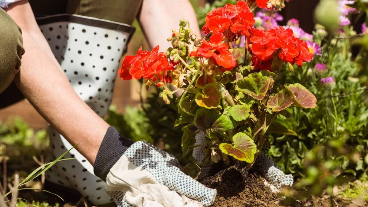 Идеальные подкормки для многолетников: применяйте сейчас. и цветов будет полный сад