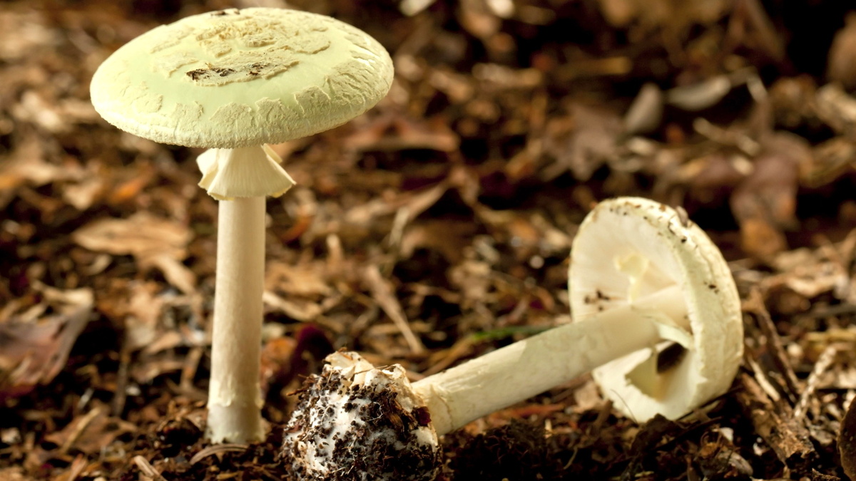 «Съедобное-несъедобное»: почему с грибами нельзя играть в игры, знает биолог